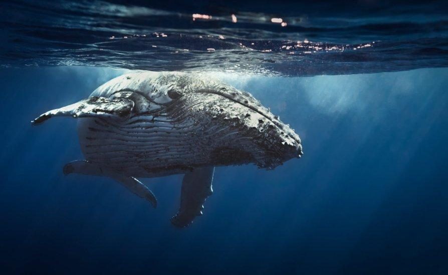 whale btc