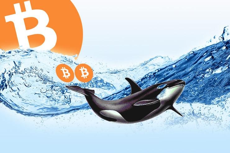 Một cá voi vừa mới mua 20 triệu USD BTC. Liệu họ muốn tích lũy hay đợi "xả hàng"?