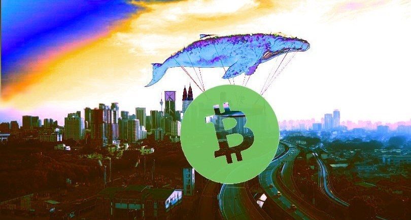 Số lượng cá voi Bitcoin Cash sụt giảm sau đợt tăng giá 39%