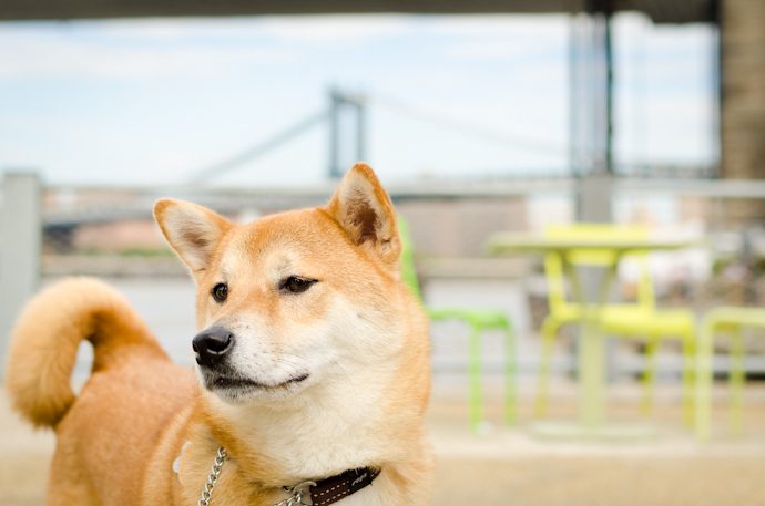 Wat heeft de Shiba Inu doen stijgen en voortdurend ...