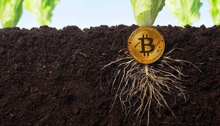 'Giá Bitcoin sẽ tăng khi nâng cấp Taproot ổn định'