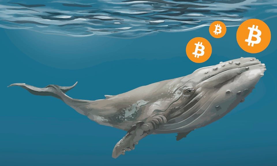Số lượng cá voi Bitcoin giảm xuống mức thấp nhất kể từ năm 2019