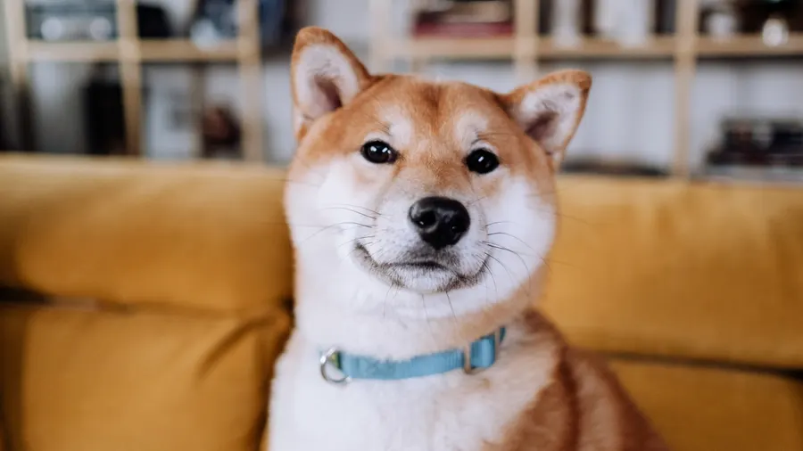 Đã bao nhiêu ngày trôi qua kể từ khi Shiba Inu không xóa được số 0?