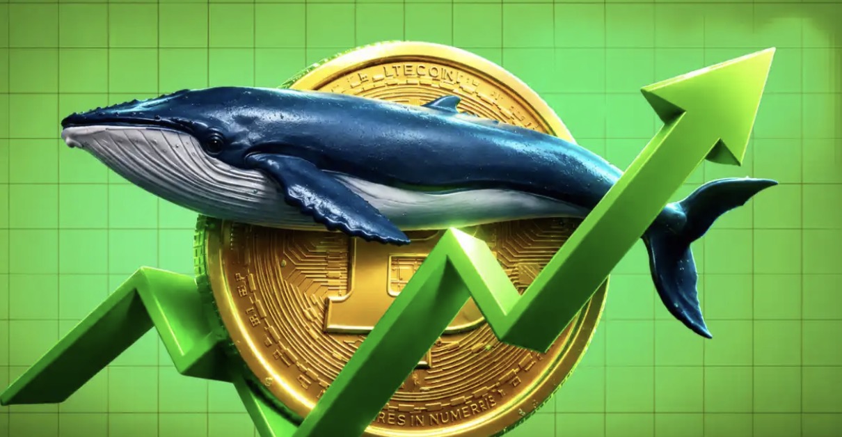 Các "cá voi" Bitcoin bất chấp đợt giảm giá 77.000 đô la khi số lượng ví lớn tăng 11%